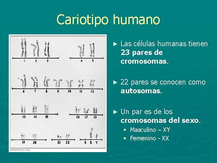 Cariotipo humano ► Las células humanas tienen 23 pares de cromosomas. ► 22 pares