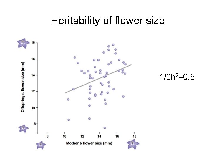 Heritability of flower size 1/2 h 2=0. 5 