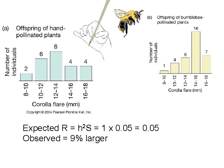 Expected R = h 2 S = 1 x 0. 05 = 0. 05