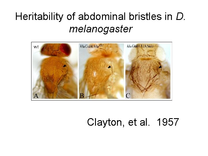 Heritability of abdominal bristles in D. melanogaster Clayton, et al. 1957 