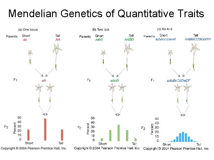 Mendelian Genetics of Quantitative Traits 