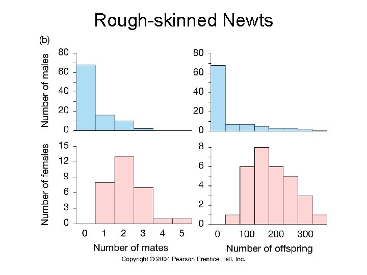 Rough-skinned Newts 