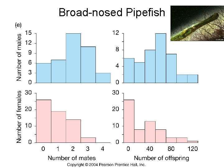 Broad-nosed Pipefish 