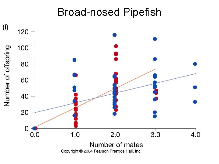 Broad-nosed Pipefish 