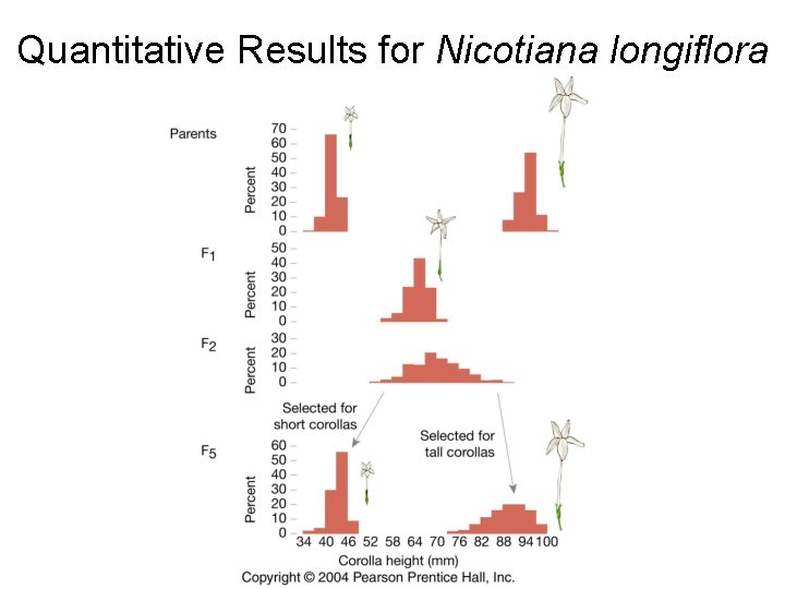 Quantitative Results for Nicotiana longiflora 