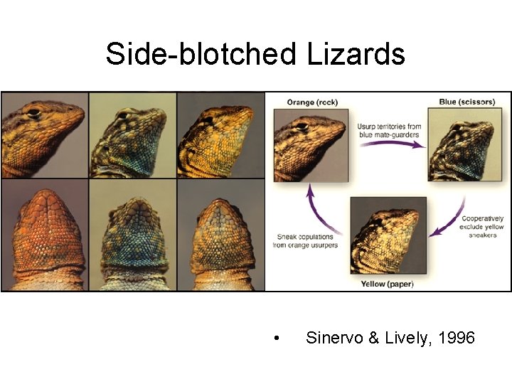 Side-blotched Lizards • Sinervo & Lively, 1996 