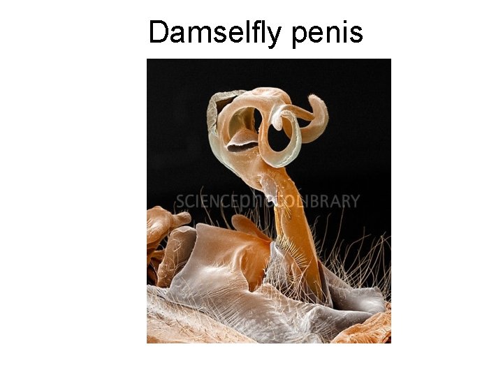 Damselfly penis 