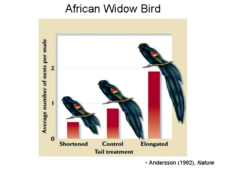 African Widow Bird • Andersson (1982), Nature 