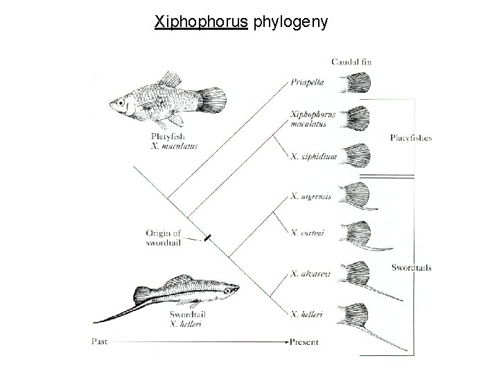 Xiphophorus phylogeny 
