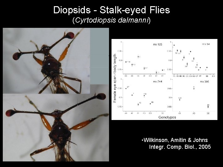Diopsids - Stalk-eyed Flies (Cyrtodiopsis dalmanni) • Wilkinson, Amitin & Johns Integr. Comp. Biol.