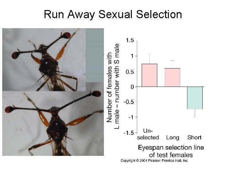 Run Away Sexual Selection 