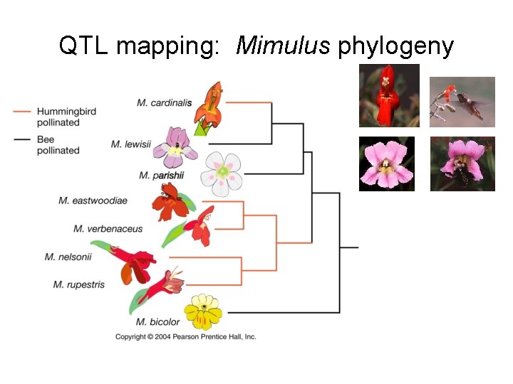QTL mapping: Mimulus phylogeny 