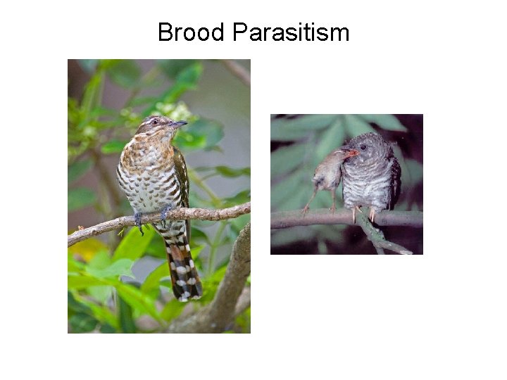 Brood Parasitism 