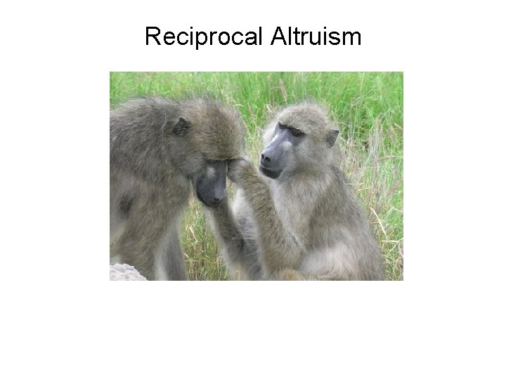 Reciprocal Altruism 