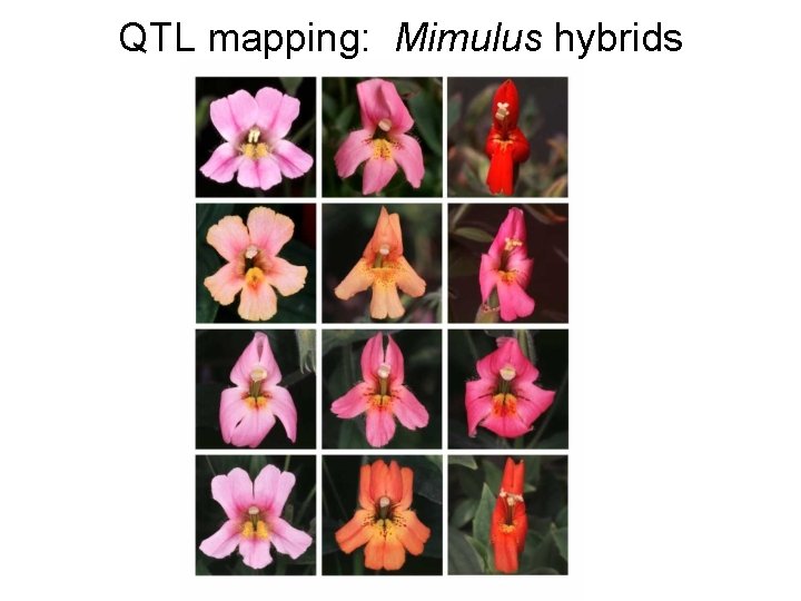QTL mapping: Mimulus hybrids 