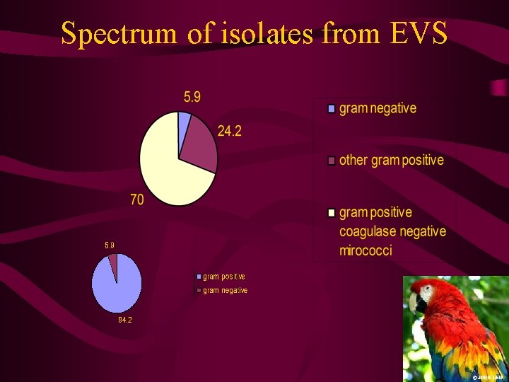 Spectrum of isolates from EVS 