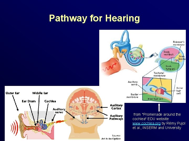 Pathway for Hearing from "Promenade around the cochlea" EDU website www. cochlea. org by