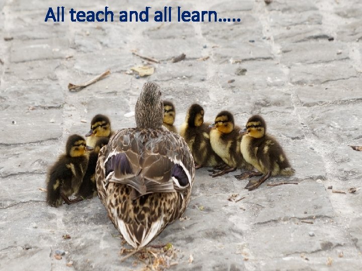 All teach and all learn…. . 