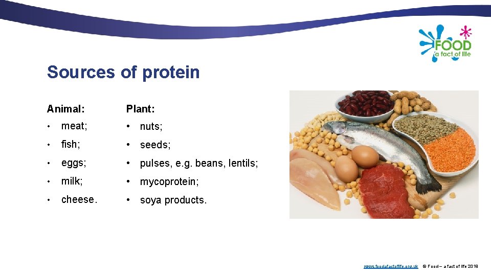 Sources of protein Animal: Plant: • meat; • nuts; • fish; • seeds; •