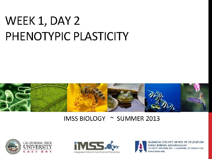 WEEK 1, DAY 2 PHENOTYPIC PLASTICITY IMSS BIOLOGY ~ SUMMER 2013 