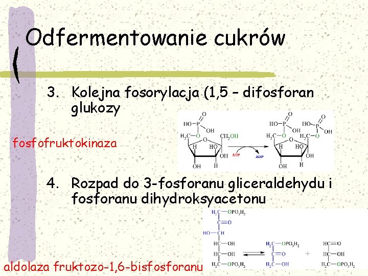 Odfermentowanie cukrów 3. Kolejna fosorylacja (1, 5 – difosforan glukozy fosfofruktokinaza 4. Rozpad do