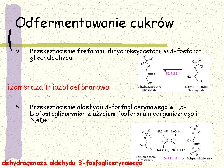 Odfermentowanie cukrów 5. Przekształcenie fosforanu dihydroksyacetonu w 3 -fosforan gliceraldehydu izomeraza triozofosforanowa 6. Przekształcenie