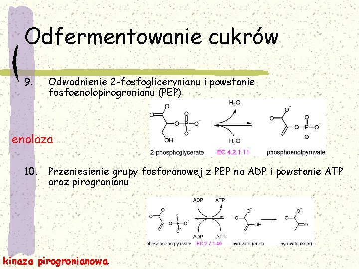 Odfermentowanie cukrów 9. Odwodnienie 2 -fosfoglicerynianu i powstanie fosfoenolopirogronianu (PEP) enolaza 10. Przeniesienie grupy