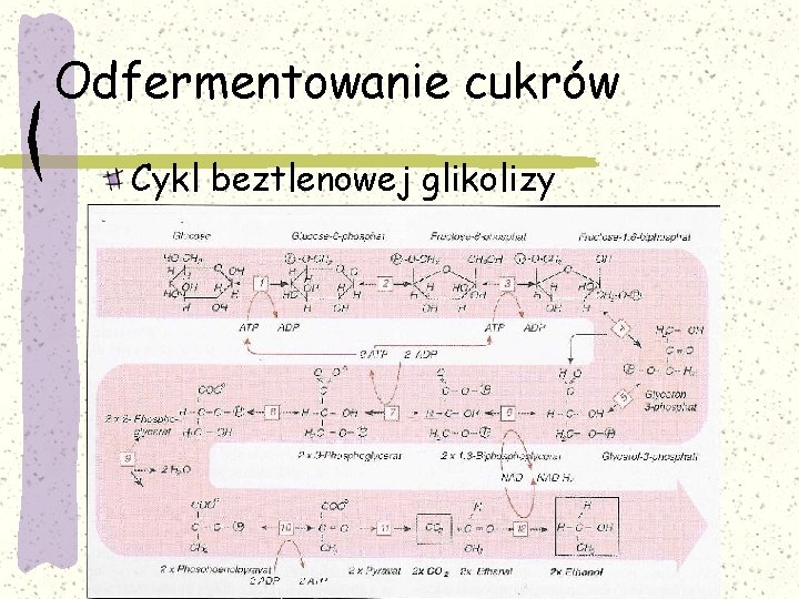 Odfermentowanie cukrów Cykl beztlenowej glikolizy 