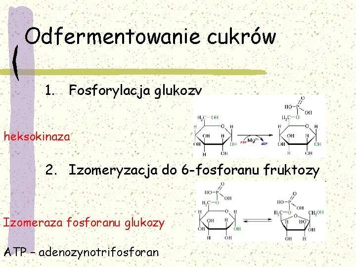 Odfermentowanie cukrów 1. Fosforylacja glukozy heksokinaza 2. Izomeryzacja do 6 -fosforanu fruktozy Izomeraza fosforanu