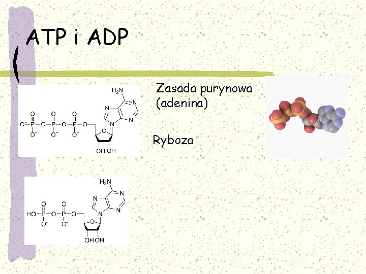 ATP i ADP Zasada purynowa (adenina) Ryboza 