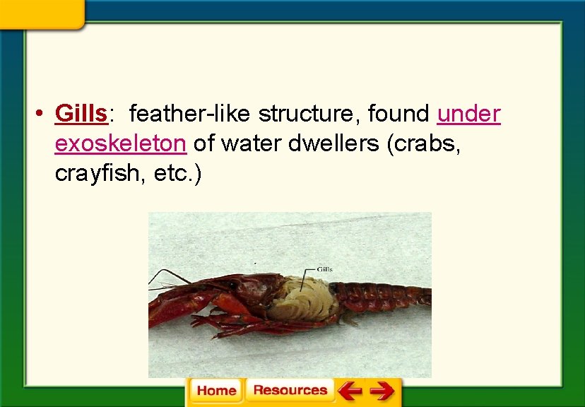  • Gills: feather-like structure, found under exoskeleton of water dwellers (crabs, crayfish, etc.