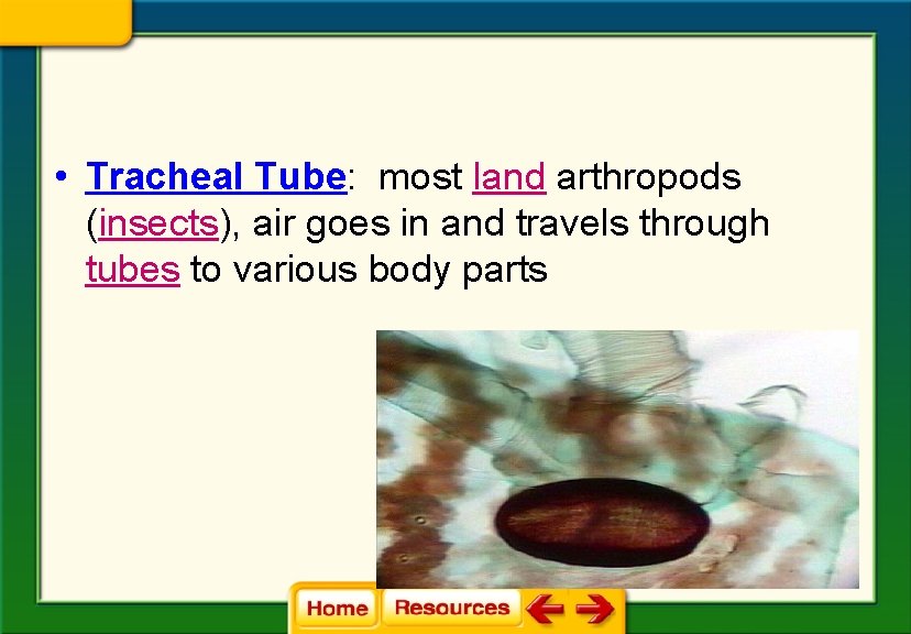  • Tracheal Tube: most land arthropods (insects), air goes in and travels through