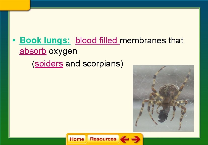  • Book lungs: blood filled membranes that absorb oxygen (spiders and scorpians) 