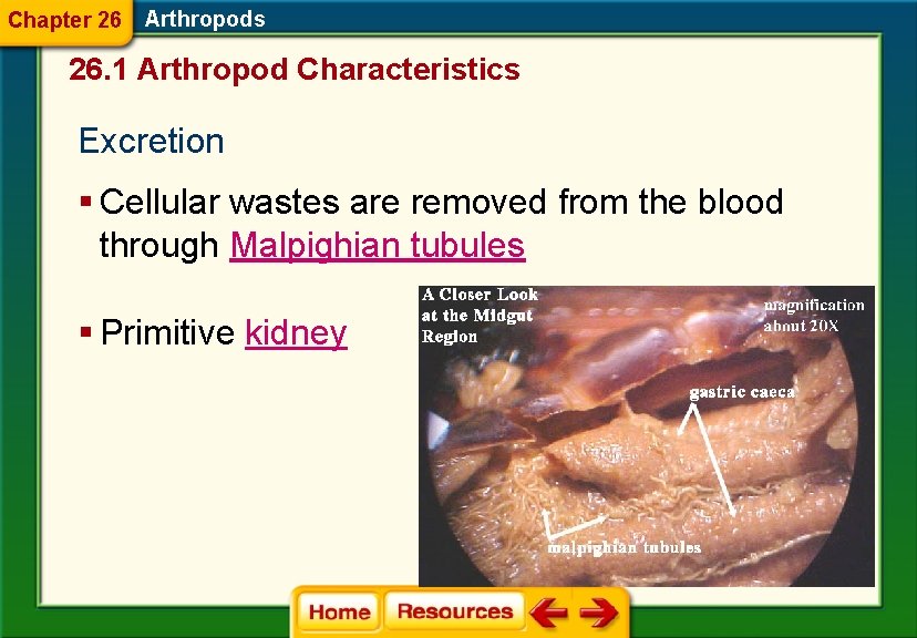 Chapter 26 Arthropods 26. 1 Arthropod Characteristics Excretion § Cellular wastes are removed from