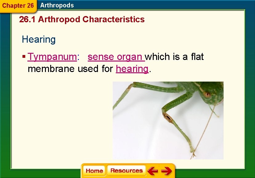 Chapter 26 Arthropods 26. 1 Arthropod Characteristics Hearing § Tympanum: sense organ which is