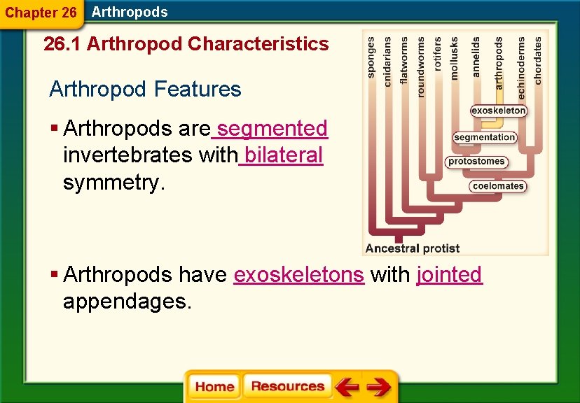 Chapter 26 Arthropods 26. 1 Arthropod Characteristics Arthropod Features § Arthropods are segmented invertebrates