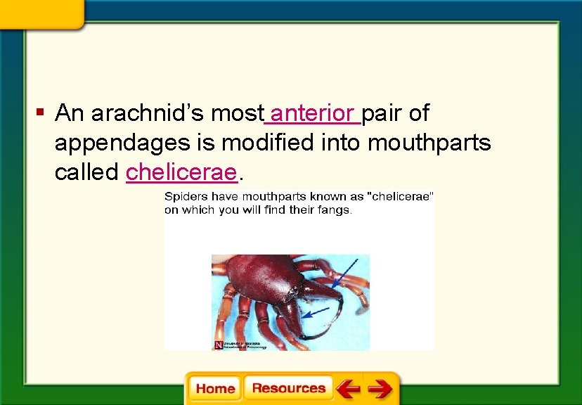 § An arachnid’s most anterior pair of appendages is modified into mouthparts called chelicerae.