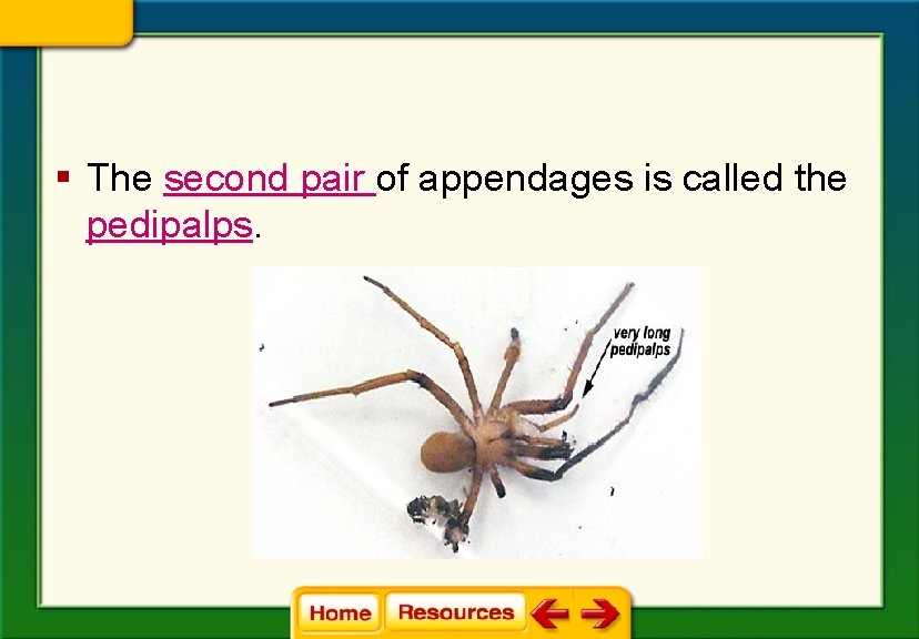 § The second pair of appendages is called the pedipalps. 