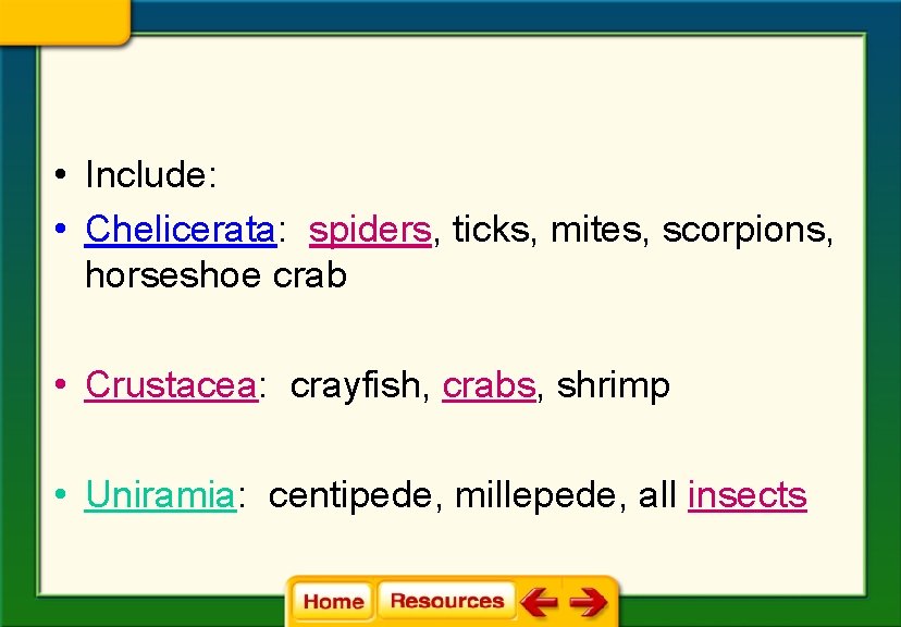  • Include: • Chelicerata: spiders, ticks, mites, scorpions, horseshoe crab • Crustacea: crayfish,