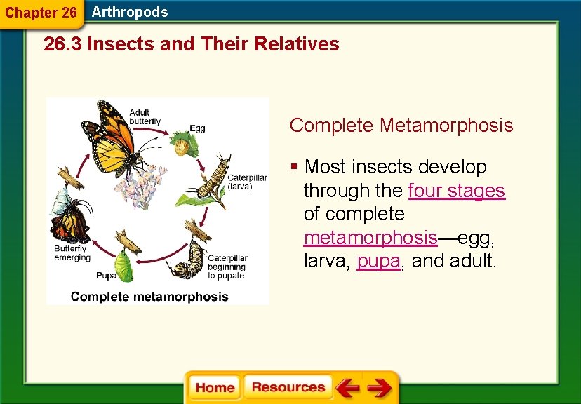 Chapter 26 Arthropods 26. 3 Insects and Their Relatives Complete Metamorphosis § Most insects