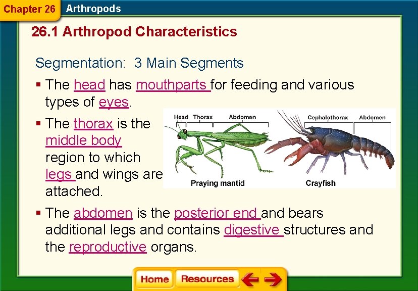 Chapter 26 Arthropods 26. 1 Arthropod Characteristics Segmentation: 3 Main Segments § The head