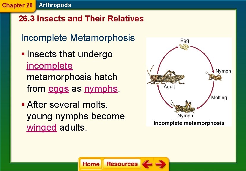 Chapter 26 Arthropods 26. 3 Insects and Their Relatives Incomplete Metamorphosis § Insects that