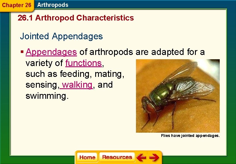 Chapter 26 Arthropods 26. 1 Arthropod Characteristics Jointed Appendages § Appendages of arthropods are