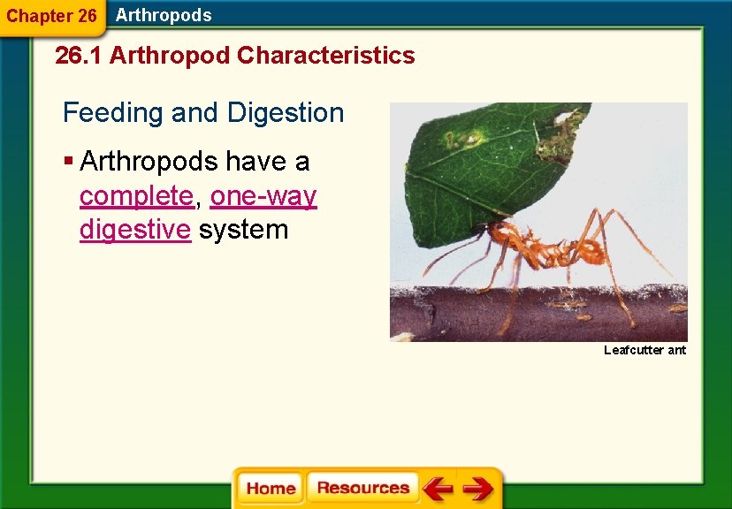 Chapter 26 Arthropods 26. 1 Arthropod Characteristics Feeding and Digestion § Arthropods have a