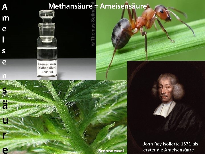 A m e i s e Methansäure = Ameisensäure n s ä u r A m e i s e Methansäure = Ameisensäure n s ä u r