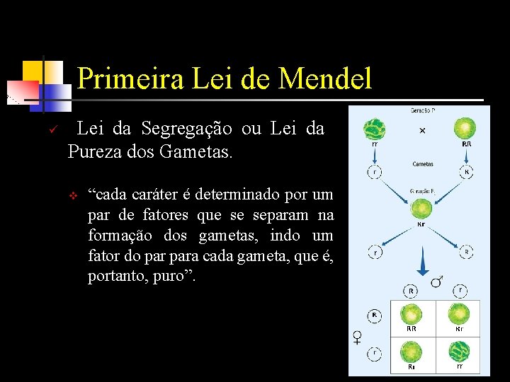 Primeira Lei de Mendel ü Lei da Segregação ou Lei da Pureza dos Gametas.