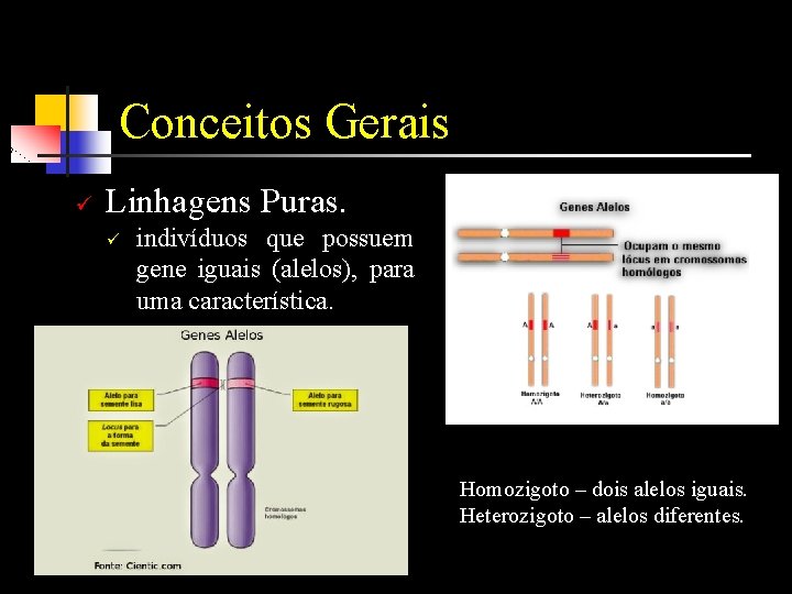 Conceitos Gerais ü Linhagens Puras. ü indivíduos que possuem gene iguais (alelos), para uma