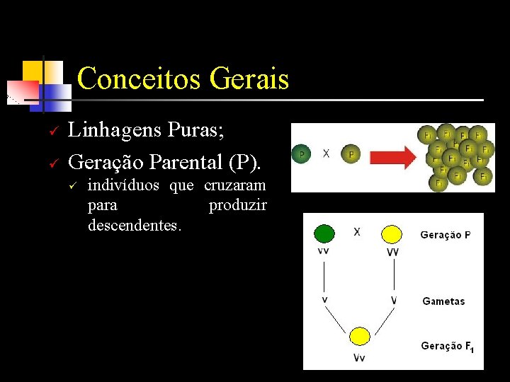 Conceitos Gerais ü ü Linhagens Puras; Geração Parental (P). ü indivíduos que cruzaram para