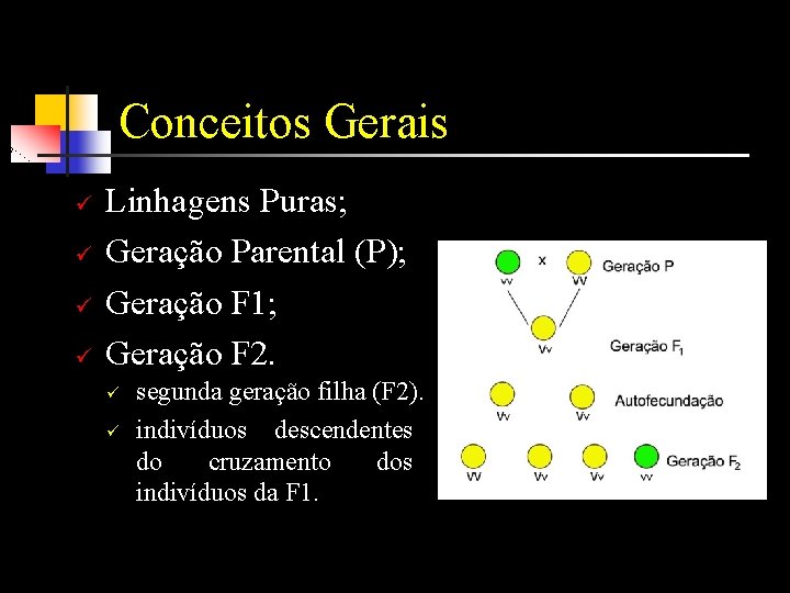 Conceitos Gerais ü ü Linhagens Puras; Geração Parental (P); Geração F 1; Geração F