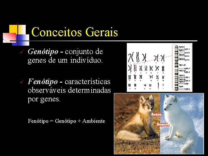 Conceitos Gerais ü ü Genótipo - conjunto de genes de um indivíduo. Fenótipo -